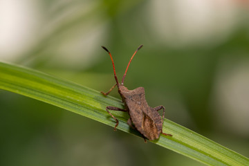 Wanze lauert auf Grashalm