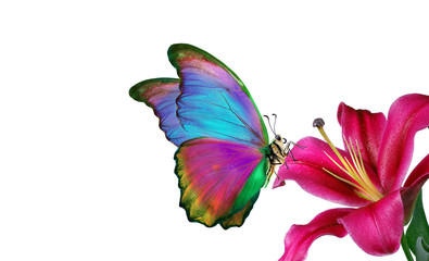 Fototapeta na wymiar bright blue tropical morpho butterfly on purple lily flower isolated on white. butterflies on flowers. copy space