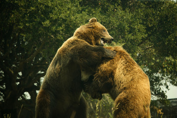 Two Grizzly Bears Playing and Hugging