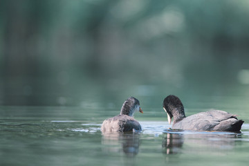 Mother of coot catches food for her young, It was a beautiful sunny summer morning, Dutch wildlife,...
