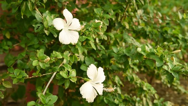 White hibiscus flowers blooming in a garden with sounds of birds chirping in the background