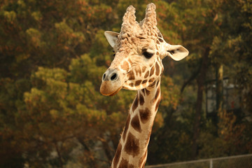 Closeup of Giraffe Face and Neck, African Animals