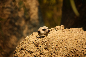Meerkat Peeking out of his Den in the Rocks, Meerkat Closeup