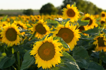 Sunflower Flower Blossom. Golden sunflower in the field backlit by the rays of the setting sun.