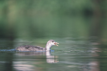 Coot chick calls its mother and swims in the water, It was a beautiful sunny summer morning, Dutch wildlife, animals from the city park,