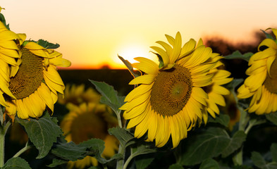 Field of blooming sunflowers on a background sunset.