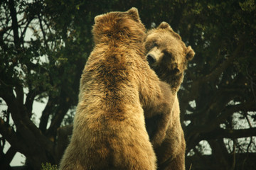 Two Grizzly Bears Playing and Hugging