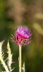 A Milk Thistle blossom Silybum marianum in full bloom.