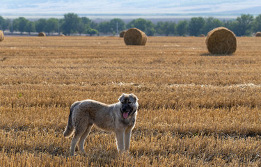 A shepherd's dog on a pasture. Round bales of straw in the field.