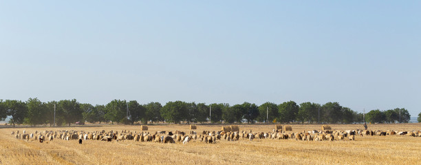 Fototapeta na wymiar A herd of goats and sheep. Animals graze on the stubble of wheat. Round bales of straw in the field.