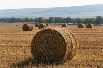 Fototapeta premium Wheat harvesting. Round bales of straw in the field.