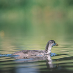 Coot chick looking for food in the water, It was a beautiful sunny summer morning, Dutch wildlife, animals from the city park,
