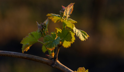 Young, green shoots on a grape Bush. Viticulture-grape flowers on the background of the sunset. Wine-making. Technology of wine production in Moldova.
