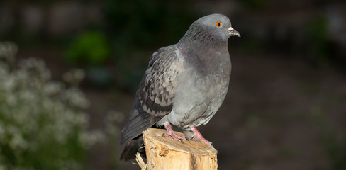 Rock dove, or common pigeon, is a member of the bird Columbidae. A young male bird is sitting on a post.