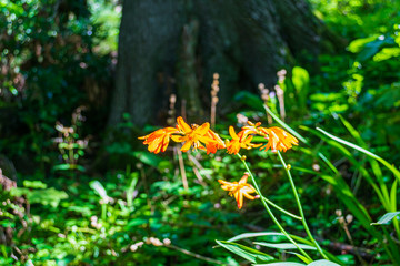 yellow flowers in the garden