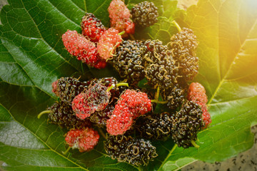 Close up Fresh black and Red mulberry put on leaf.