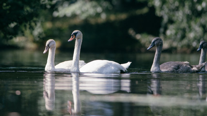 Beautiful swan family swims by in the water. It's a beautiful sunny summer morning, Dutch wildlife, animals from the city park, blurred bushes in the background