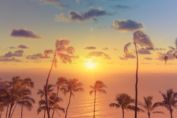 Fototapeta na wymiar sunset, and palm trees over the ocean