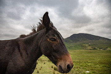 Fototapeta na wymiar Side profile of a donkey in rural Ireland landscape background