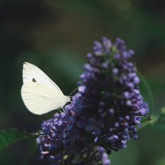 Side view of a Cabbage White butterfly eating nectar from a purple flower of a butterfly bush, Nature photo, dutch wildlife, city park, insect photo. Macro photography, close-up, insect, dreamy