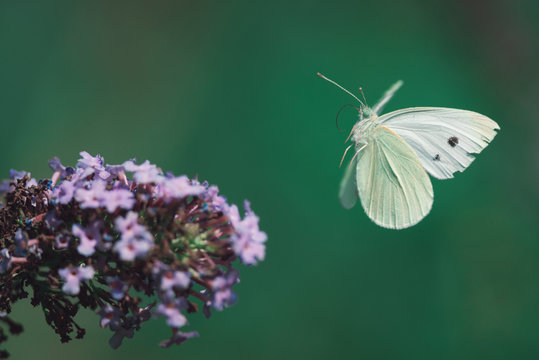 Cabbage white butterfly lands on a white flower of a butterfly bush,
Nature photo, Dutch wildlife, city park, insect photo. Macro photography, close-up, insect, black, orange, dreamy, poster, postcard