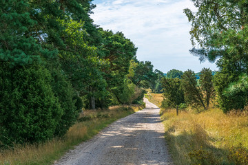 Fototapeta na wymiar Heidschnuckenweg Lüneburger Heide 