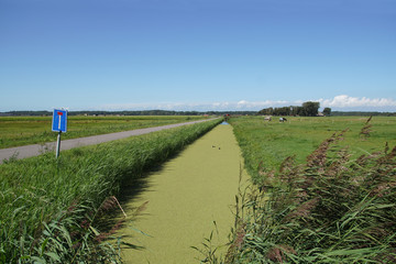 Dutch meadow landscape. A ditch with duckweed, along a narrow dead end road through the meadows....