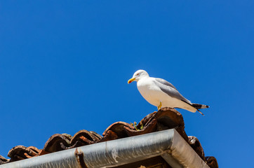 The seagull .Gulls or seagulls are seabirds of the family Laridae in the suborder Lari.