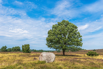 Heidschnuckenweg Lüneburger Heide 