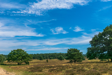 Obraz premium Heidschnuckenweg Lüneburger Heide 