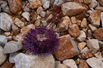 Dead Seaurchin washed ashore