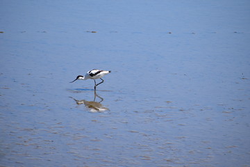 Avocet is wader with white and black plumage. Associated with shallow coastal lagoons with brackish water The bird is symbol of RSPB Its many nesting locations are owned or managed by the organisation