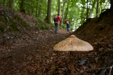 big mushroom with hikers in the background in a damp forest