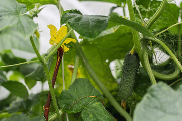 Ripe green cucumber and inflorescence in the garden
