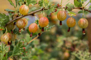 Ripe gooseberries on a branch with drops after rain