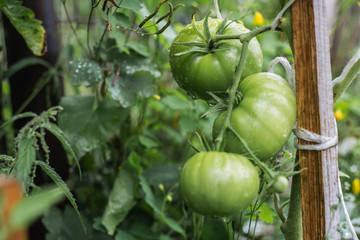 Unripe green tomatoes on a branch in a greenhouse