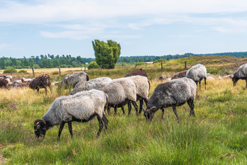 Heidschnuckenweg Lüneburger Heide 