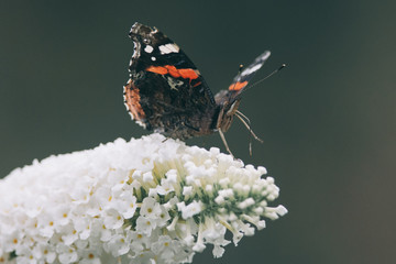 Beautiful atalanta butterfly(Vanessa atalanta) is eating nectar on a white butterfly bush, nature photo, dutch wildlife, insect photo. Macro photography, close-up, insect, Red admiral butterfly
