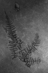 Fern on the ground