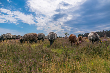 Heidschnuckenweg Lüneburger Heide 