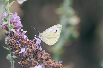Side view of a Cabbage White butterfly eating nectar from a purple flower of a butterfly bush, Nature photo, dutch wildlife, city park, insect photo. Macro photography, close-up, insect, dreamy