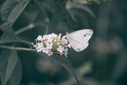 Cabbage white butterfly eats nectar on a white flower of a butterfly bush,
Nature photo, Dutch wildlife, city park, insect photo. Macro photography, close-up, insect, black, orange, dreamy, poster, po