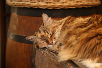 Closeup shot of a sleeping domestic long-haired cat with golden fur