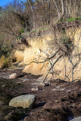 Falling tree at the edge of the eroded steep coast cliff on the German island Poel in the Baltic sea  near Wismar