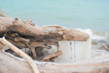 Frozen coast, dead trunk