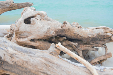 Frozen coast, dead trunk