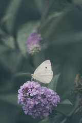 Side view of a Cabbage White butterfly eating nectar from a purple flower of a butterfly bush, Nature photo, dutch wildlife, city park, insect photo. Macro photography, close-up, insect, dreamy