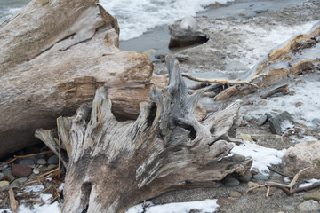 Dead trunk at shore