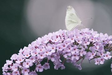 Side view of a Cabbage White butterfly eating nectar from a purple flower of a butterfly bush, Nature photo, dutch wildlife, city park, insect photo. Macro photography, close-up, insect, dreamy
