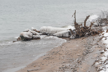 dead tree on the shore